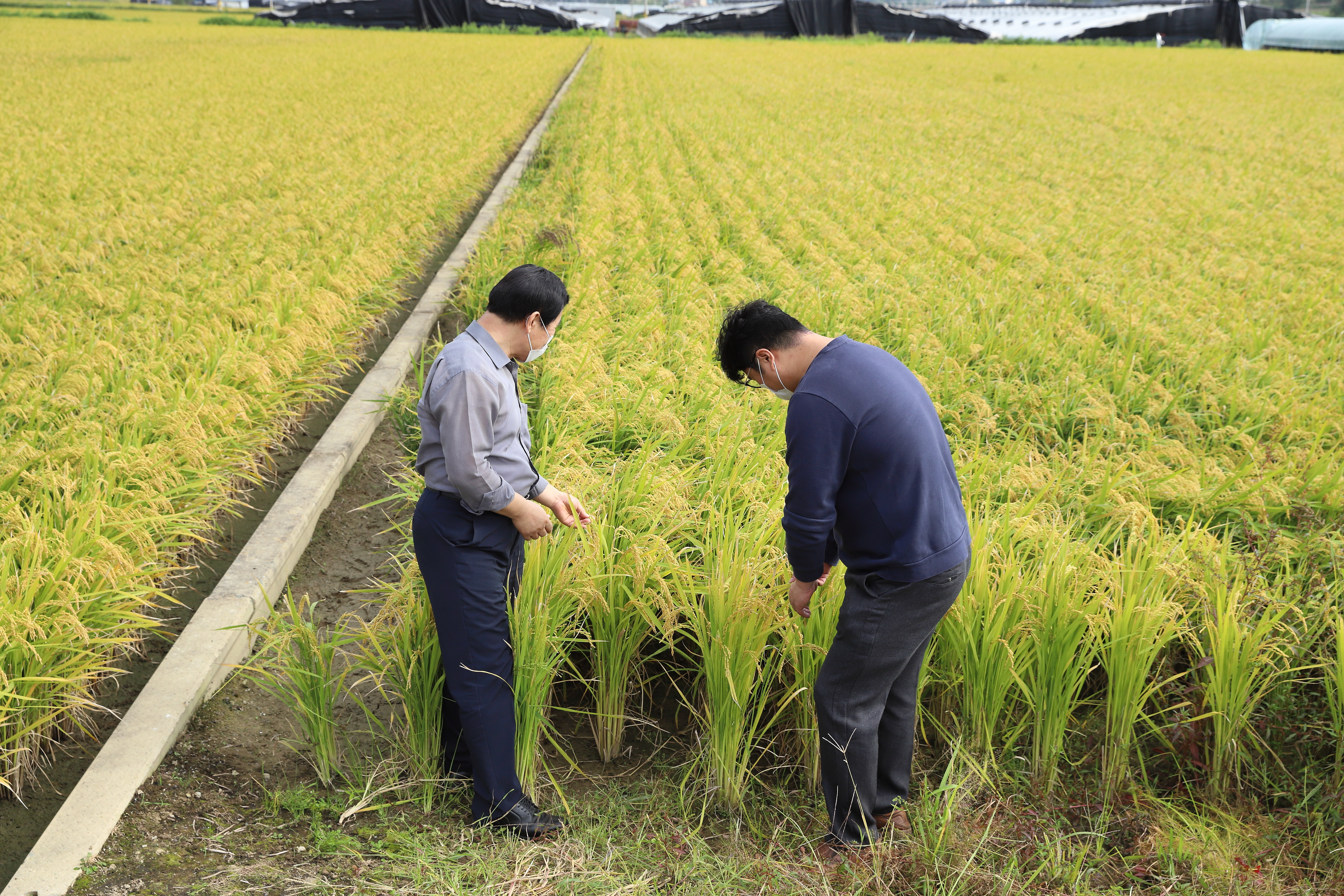 MOMSMI Builds a Farm Ingredient Story, Korean Farm Sourcing